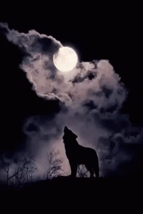 wolves howling gif